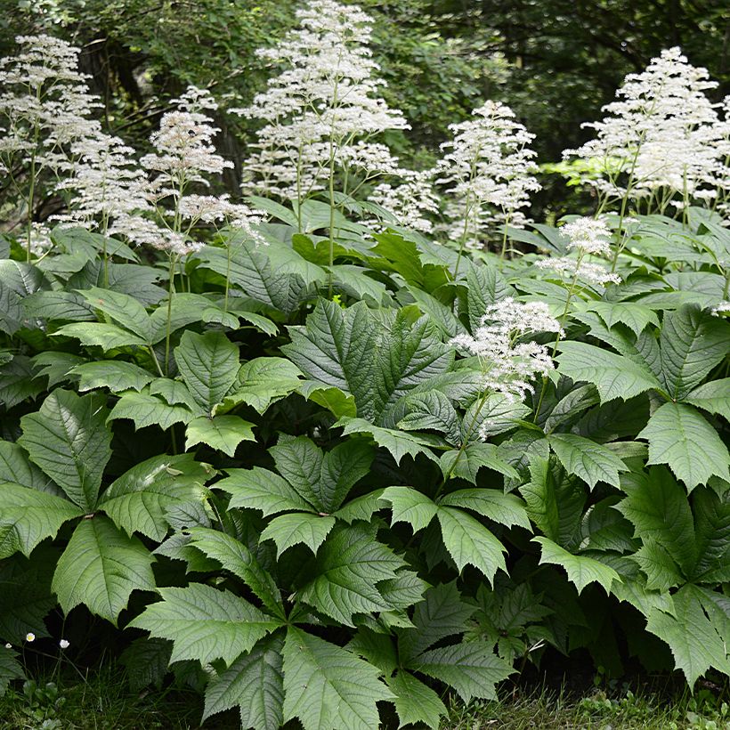 Rodgersia La Blanche - Schout-bij-nacht (Groeiplaats)
