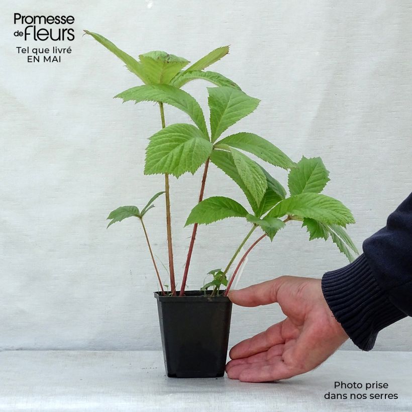 Exemplaar van Rodgersia aesculifolia - Schout-bij-nacht Kweekpotje van 8/9 cm zoals geleverd in de lente