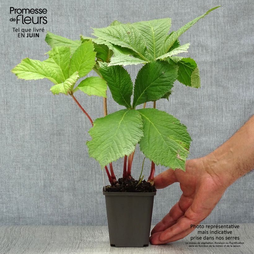 Exemplaar van Rodgersia aesculifolia - Schout-bij-nacht Kweekpotje van 8/9 cm zoals geleverd in de zomer