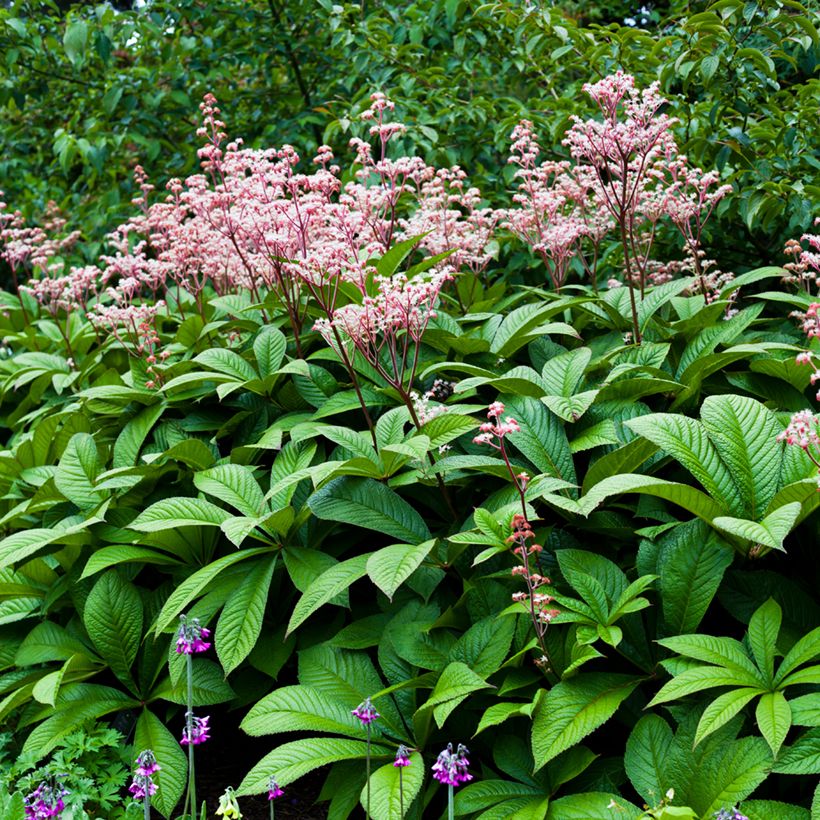 Rodgersia aesculifolia - Schout-bij-nacht (Groeiplaats)