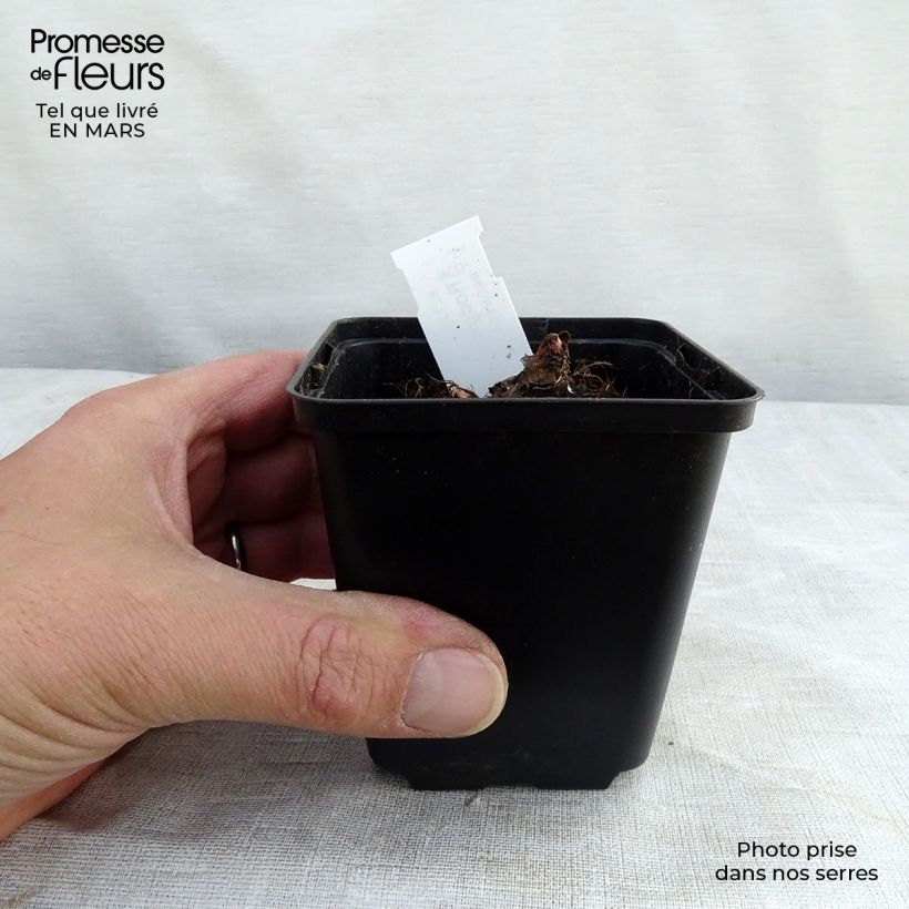 Exemplaar van Rodgersia henrici - Schout-bij-nacht Kweekpotje van 8/9 cm zoals geleverd in de lente