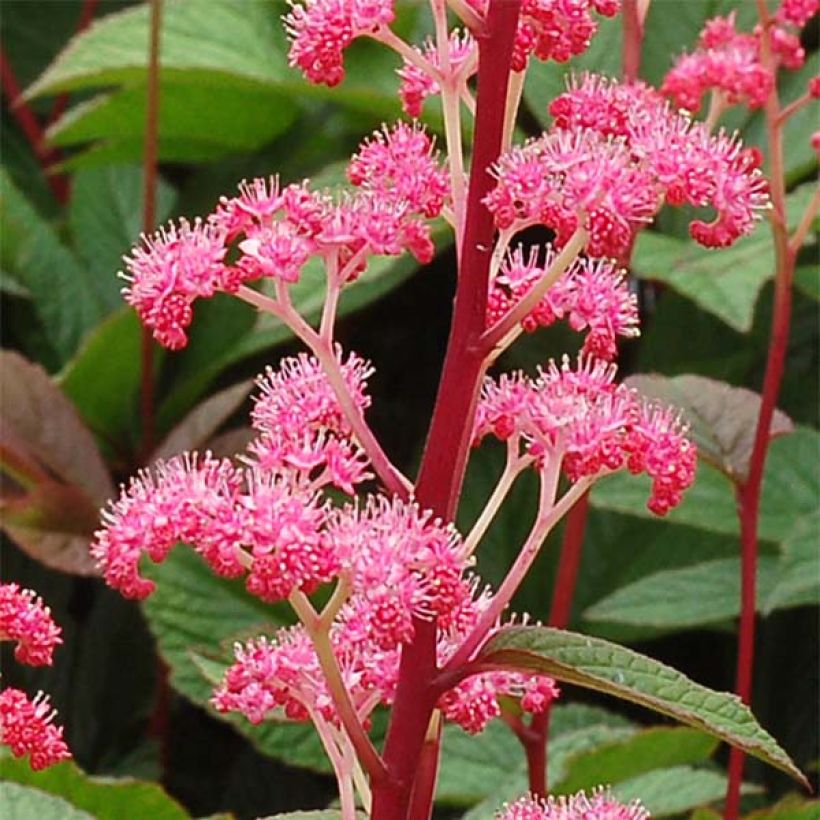 Rodgersia pinnata Bronze Peacock - Schout-bij-nacht (Bloei)