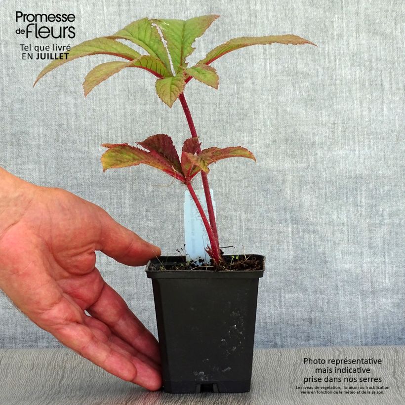 Exemplaar van Rodgersia pinnata Bronze Peacock - Schout-bij-nacht Kweekpotje van 8/9 cm zoals geleverd in de zomer
