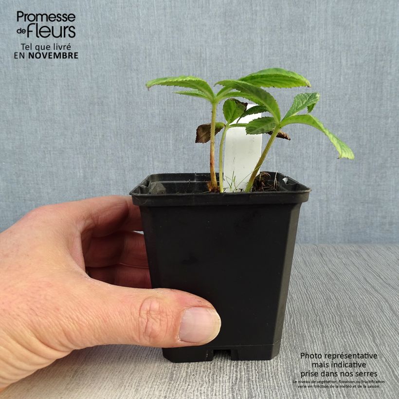 Exemplaar van Rodgersia pinnata Chocolate Wings - Schout-bij-nacht Kweekpotje van 8/9 cm zoals geleverd in de herfst