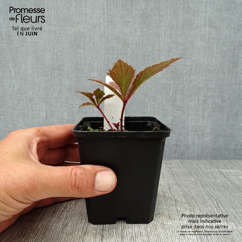 Exemplaar van Rodgersia pinnata Chocolate Wings - Schout-bij-nacht Kweekpotje van 8/9 cm zoals geleverd in de zomer