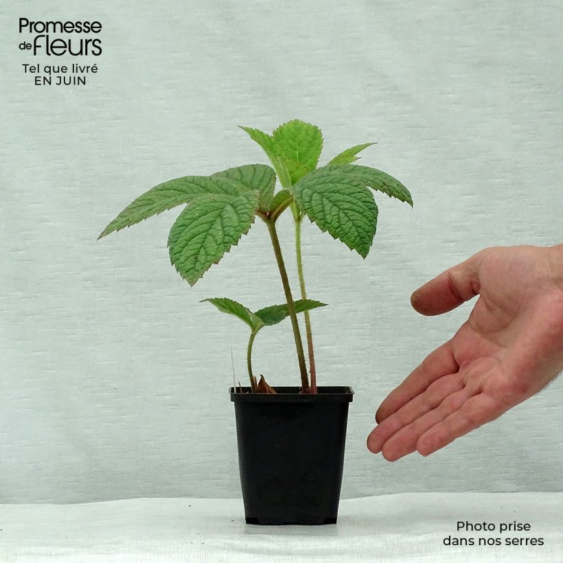 Exemplaar van Rodgersia pinnata Dark Pokers - Schout-bij-nacht Kweekpotje van 8/9 cm zoals geleverd in de zomer