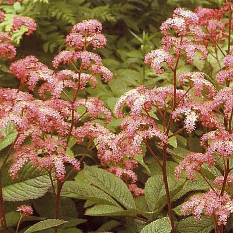 Rodgersia pinnata Elegans - Schout-bij-nacht (Bloei)