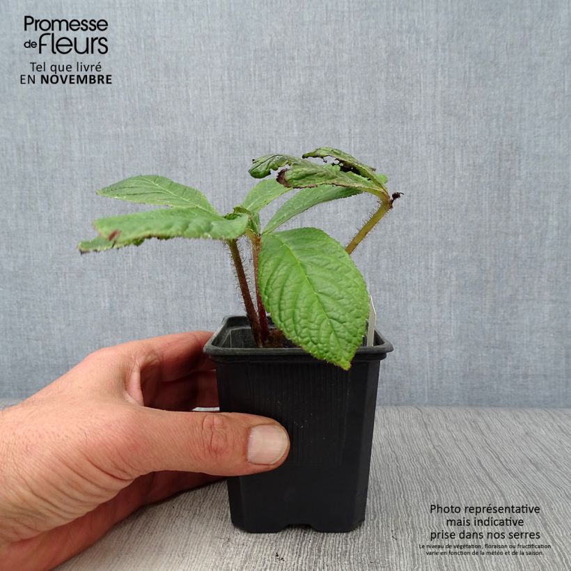 Exemplaar van Rodgersia pinnata - Schout-bij-nacht Kweekpotje van 8/9 cm zoals geleverd in de herfst