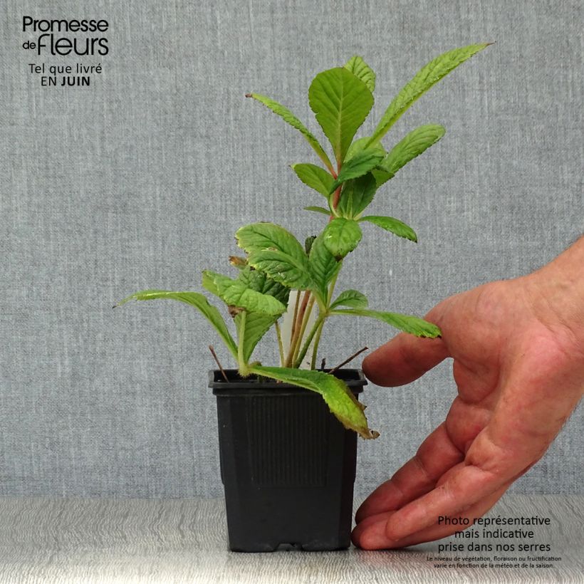 Exemplaar van Rodgersia pinnata - Schout-bij-nacht Kweekpotje van 8/9 cm zoals geleverd in de zomer
