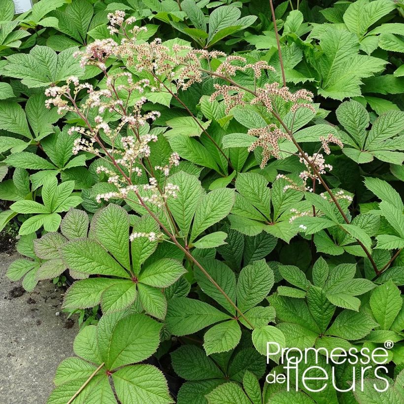 Rodgersia pinnata Hercules - Schout-bij-nacht (Groeiplaats)