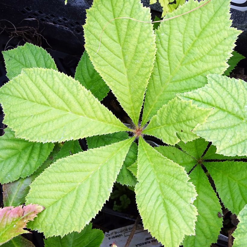 Rodgersia podophylla - Schout-bij-nacht (Blad)