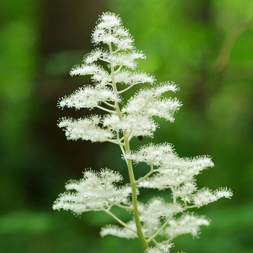 Rodgersia podophylla - Schout-bij-nacht (Bloei)