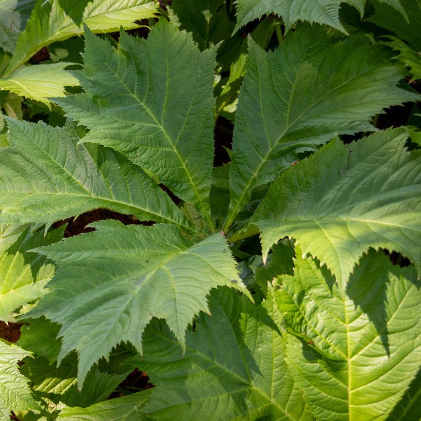 Rodgersia sambucifolia - Schout-bij-nacht (Blad)