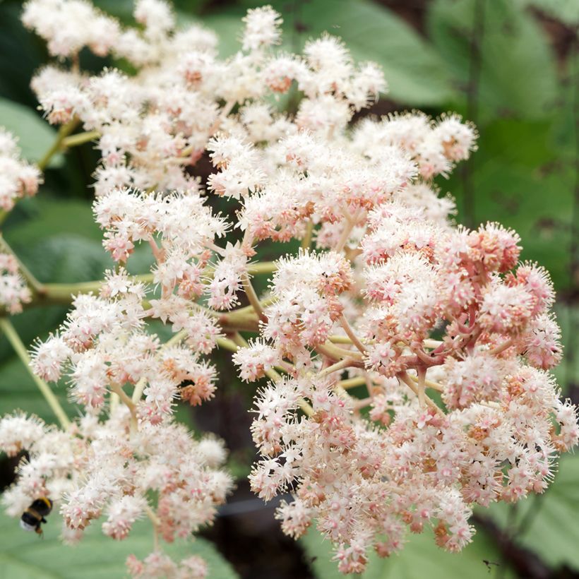 Rodgersia sambucifolia - Schout-bij-nacht (Bloei)