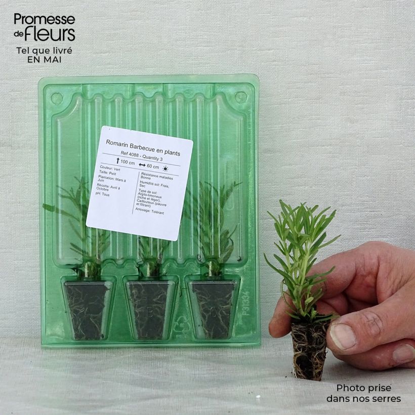 Example of Rozemarijn Barbecue (jonge planten) Mini-mot Ø 3/4 cm as you get in printemps