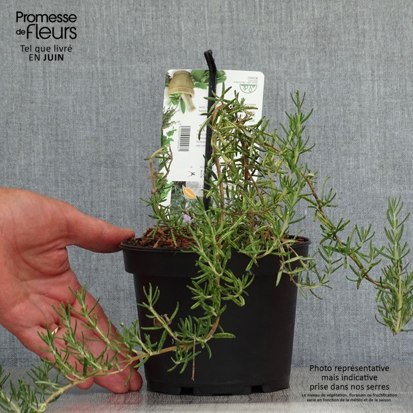Exemplaar van Rosmarinus officinalis Majorca Pink - Rozemarijn Pot van 1,5 l/2 l zoals geleverd in de zomer
