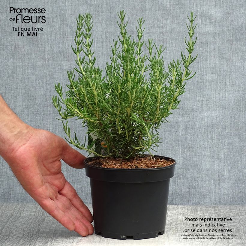 Exemplaar van Rosmarinus officinalis Majorca Pink - Rozemarijn Pot van 1,5 l/2 l zoals geleverd in de lente
