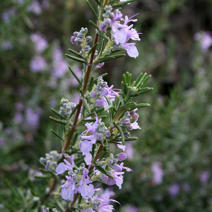 Rosmarinus officinalis Majorca Pink - Rozemarijn (Bloei)