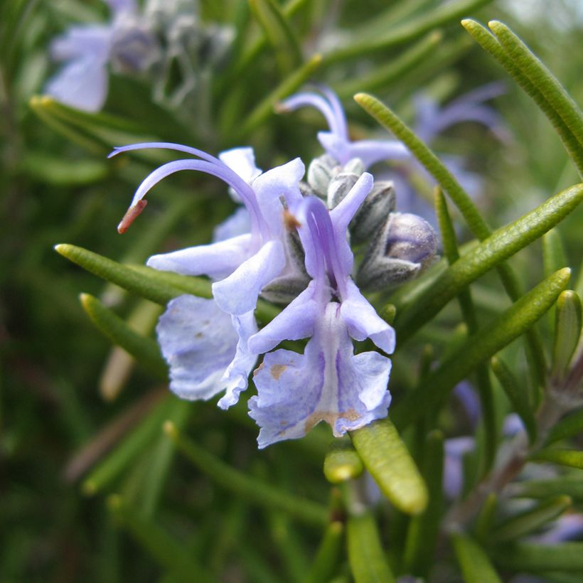 Rosmarinus officinalis Tuscan Blue - Rozemarijn (Bloei)