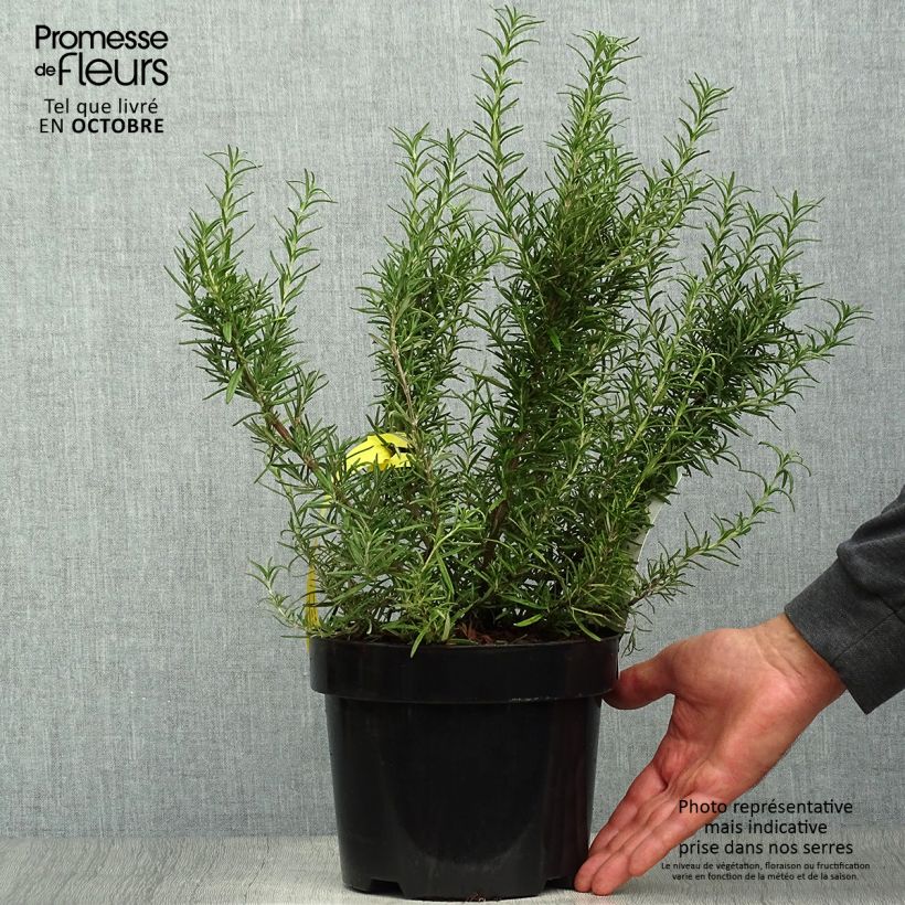Exemplaar van Rosmarinus officinalis Tuscan Blue - Rozemarijn Pot van 3 l/4 l zoals geleverd in de herfst