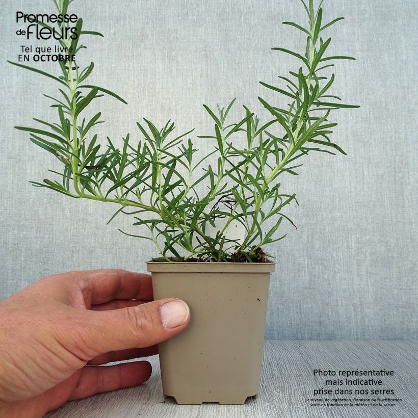 Exemplaar van Rosmarinus officinalis Albiflorus - Rozemarijn Kweekpotje van 8/9 cm zoals geleverd in de herfst