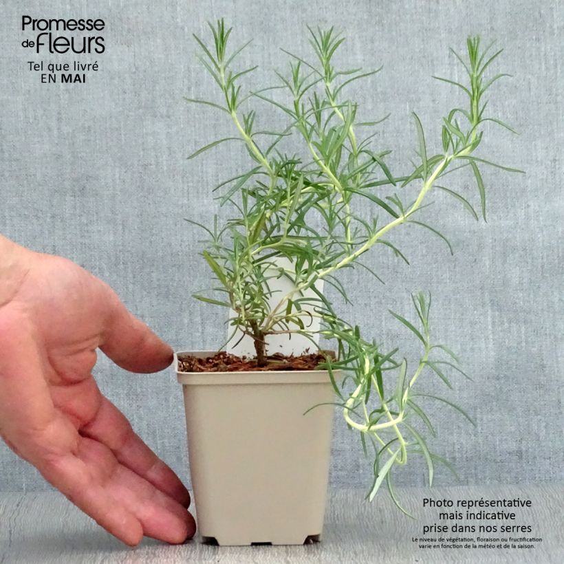 Example of Rosmarinus officinalis Albiflorus - Rozemarijn Kweekpotje van 8/9 cm as you get in printemps