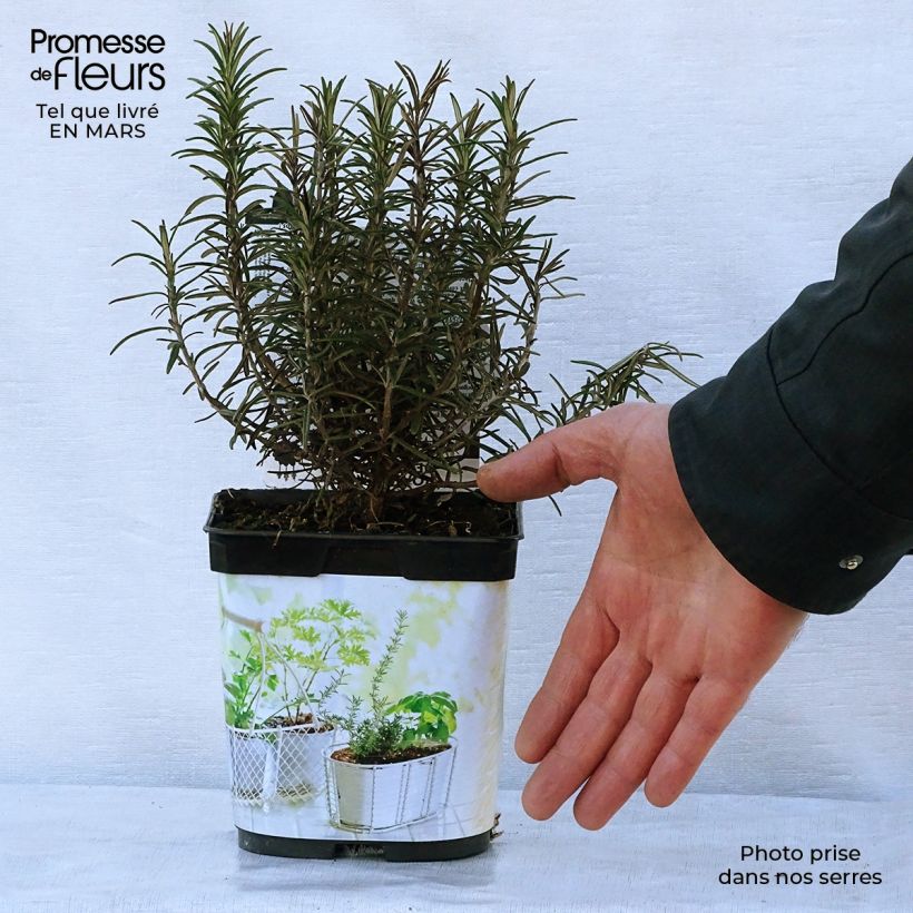 Exemplaar van Rozemarijn BIO (jonge planten) Pot van 1 l/1,5 l zoals geleverd in de lente