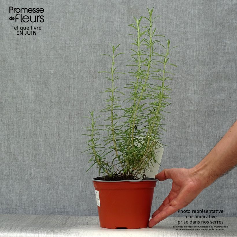 Exemplaar van Rosmarinus officinalis - Rozemarijn Pot van 1 l/1,5 l zoals geleverd in de zomer