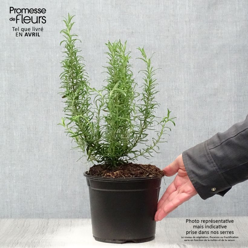 Exemplaar van Rosmarinus officinalis - Rozemarijn Pot van 1 l/1,5 l zoals geleverd in de lente