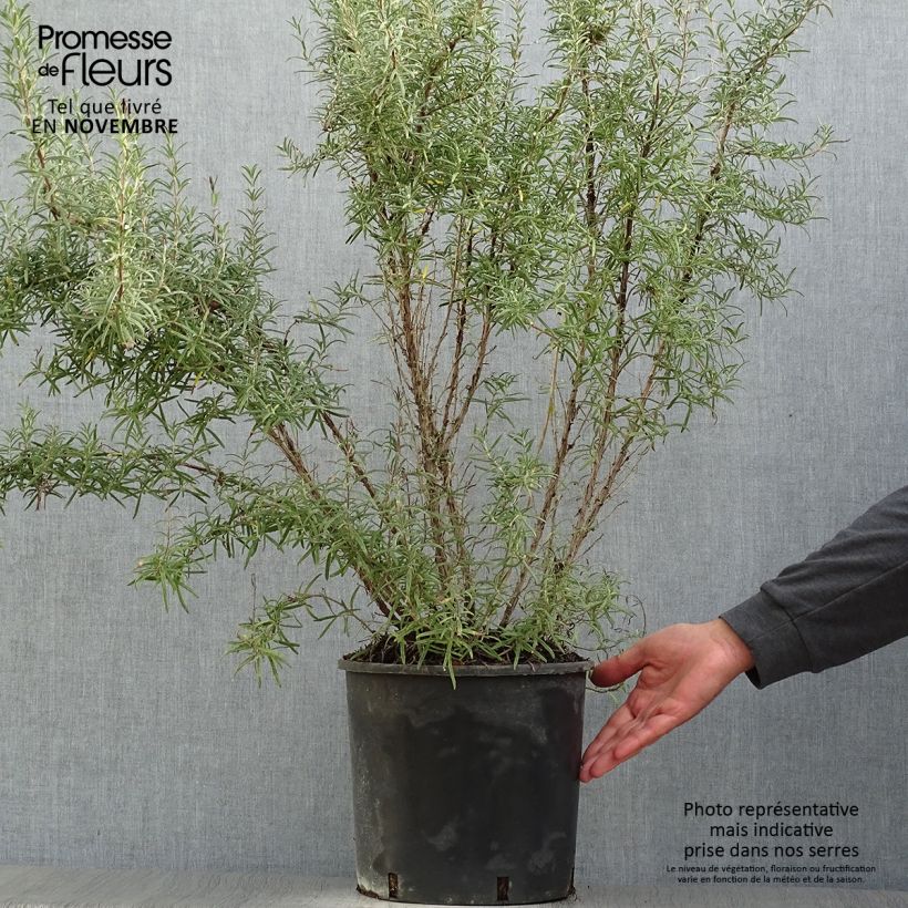 Exemplaar van Rosmarinus officinalis - Rozemarijn Pot van 3 l/4 l zoals geleverd in de herfst