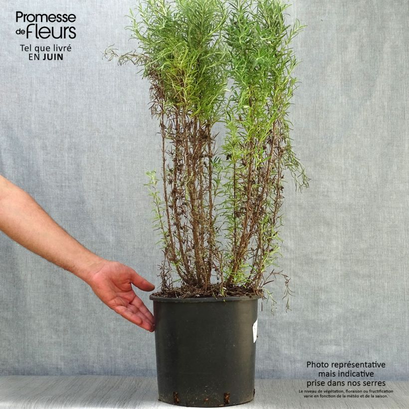 Exemplaar van Rosmarinus officinalis - Rozemarijn Pot van 3 l/4 l zoals geleverd in de zomer