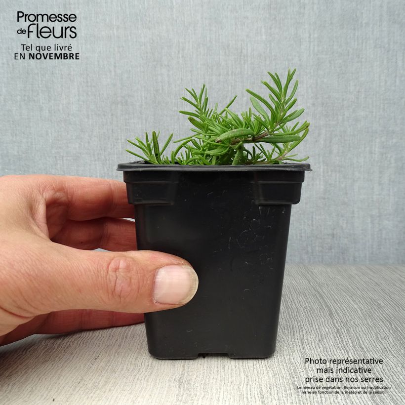 Exemplaar van Rosmarinus officinalis Prostratus - Rozemarijn Kweekpotje van 7/8 cm zoals geleverd in de herfst