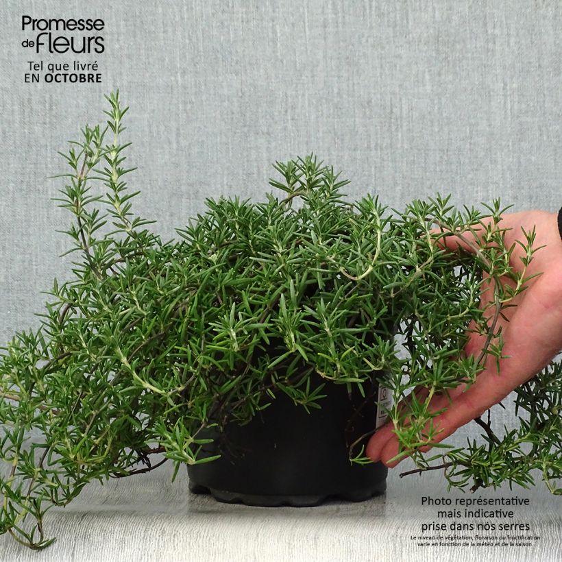 Exemplaar van Rosmarinus officinalis Prostratus - Rozemarijn Pot van 1 l/1,5 l zoals geleverd in de herfst