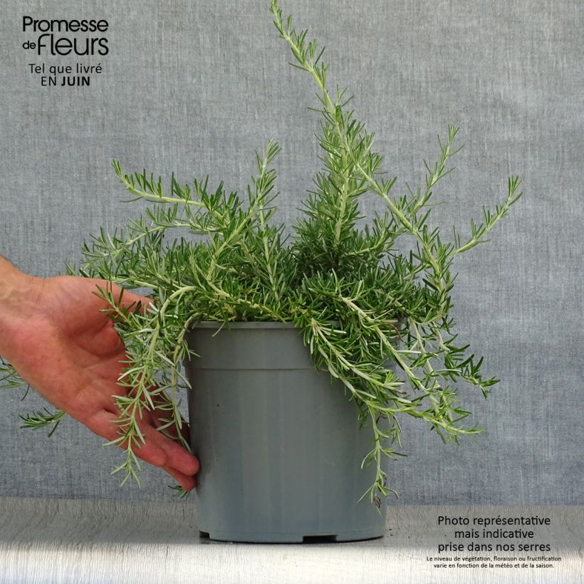 Exemplaar van Rosmarinus officinalis Prostratus - Rozemarijn Pot van 1 l/1,5 l zoals geleverd in de zomer