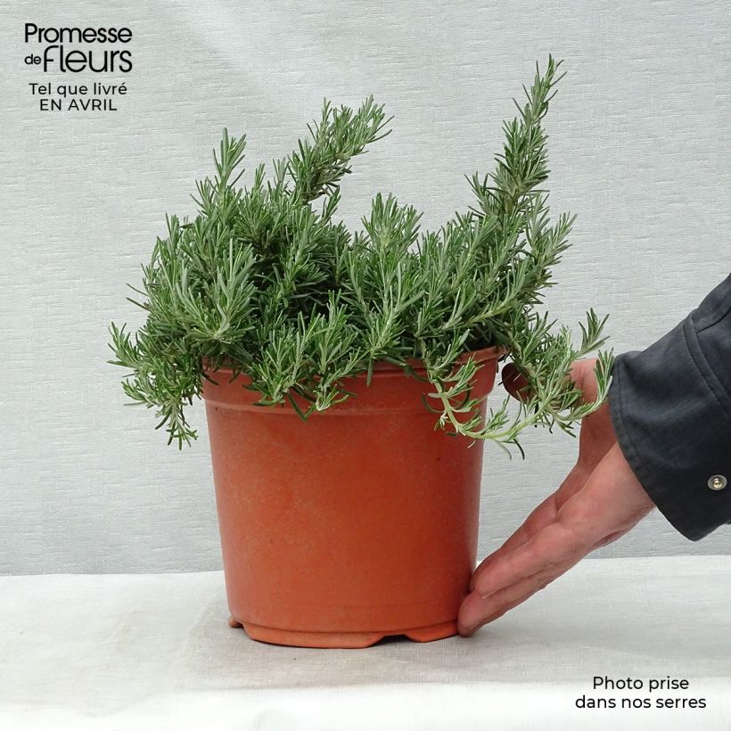 Exemplaar van Rosmarinus officinalis Prostratus - Rozemarijn Pot van 1 l/1,5 l zoals geleverd in de lente