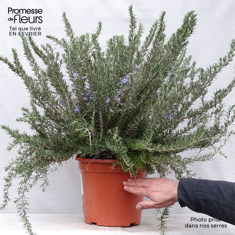 Exemplaar van Rosmarinus officinalis Prostratus - Rozemarijn Pot van 4 l/5 l zoals geleverd in de winter