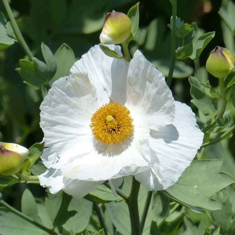 Romneya coulteri - Californische boompapaver (Bloei)