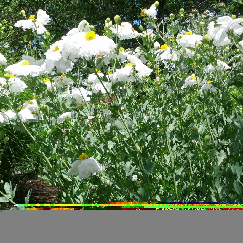 Romneya coulteri - Californische boompapaver (Groeiplaats)