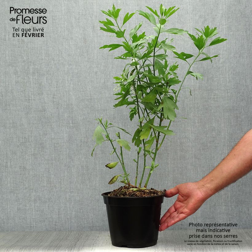 Exemplaar van Romneya coulteri - Californische boompapaver Pot van 2 l/3 l zoals geleverd in de herfst