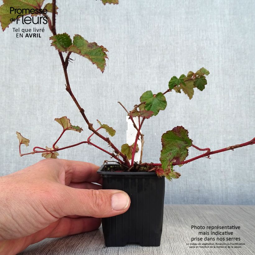 Example of Rubus Betty Ashburner - Chinese braambes Kweekpotje van 8/9 cm as you get in printemps