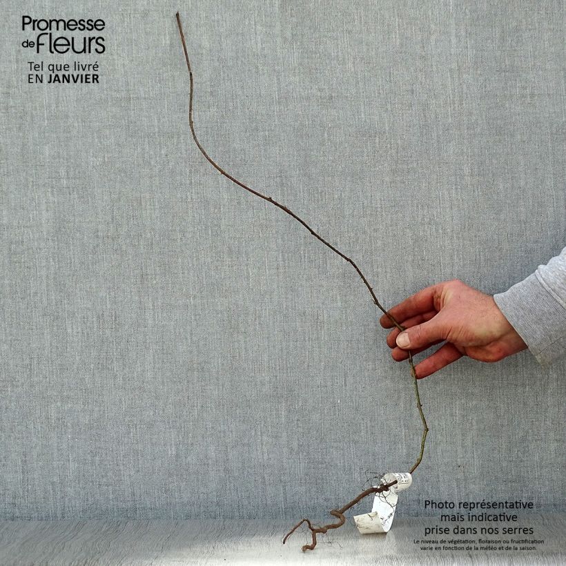 Exemplaar van Gewone braam - Rubus fruticosus Naakte wortel, Pol zoals geleverd in de winter