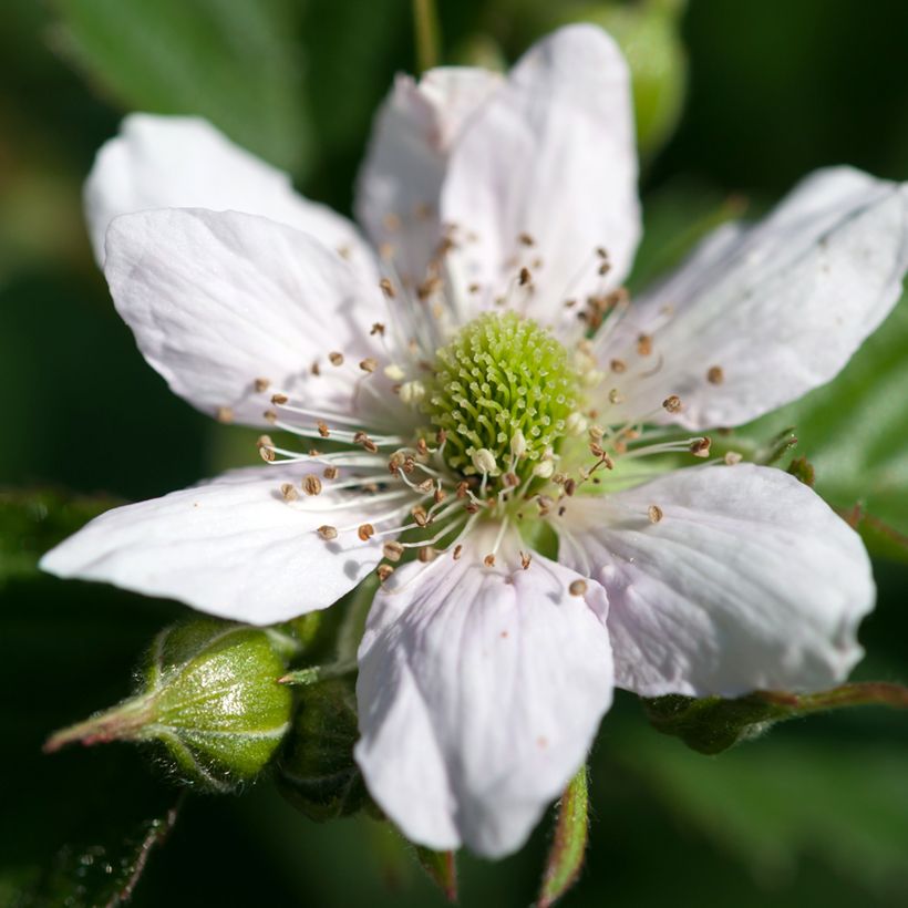 Gewone braam - Rubus fruticosus (Bloei)