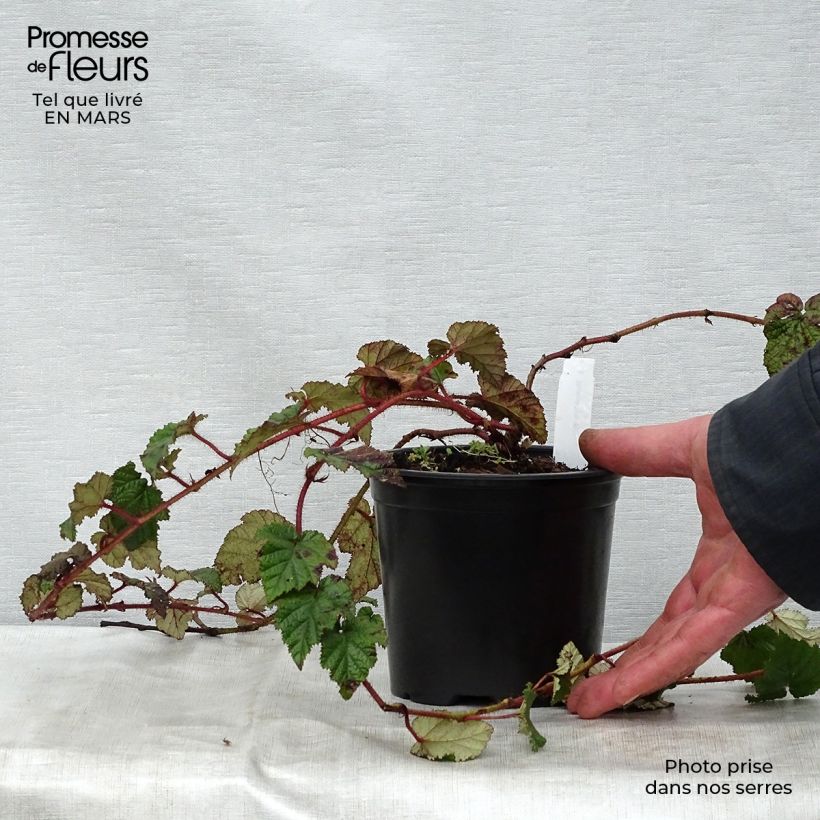 Exemplaar van Rubus tricolor - Chinese braambes Pot van 1 l/1,5 l zoals geleverd in de lente