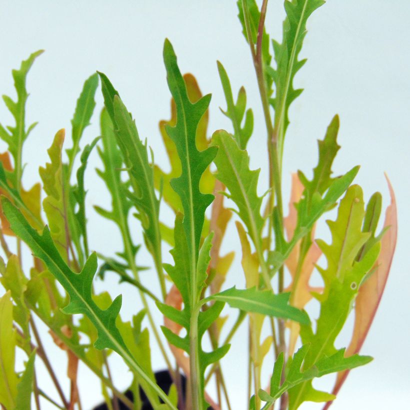 Wilde rucola BIO (Blad)