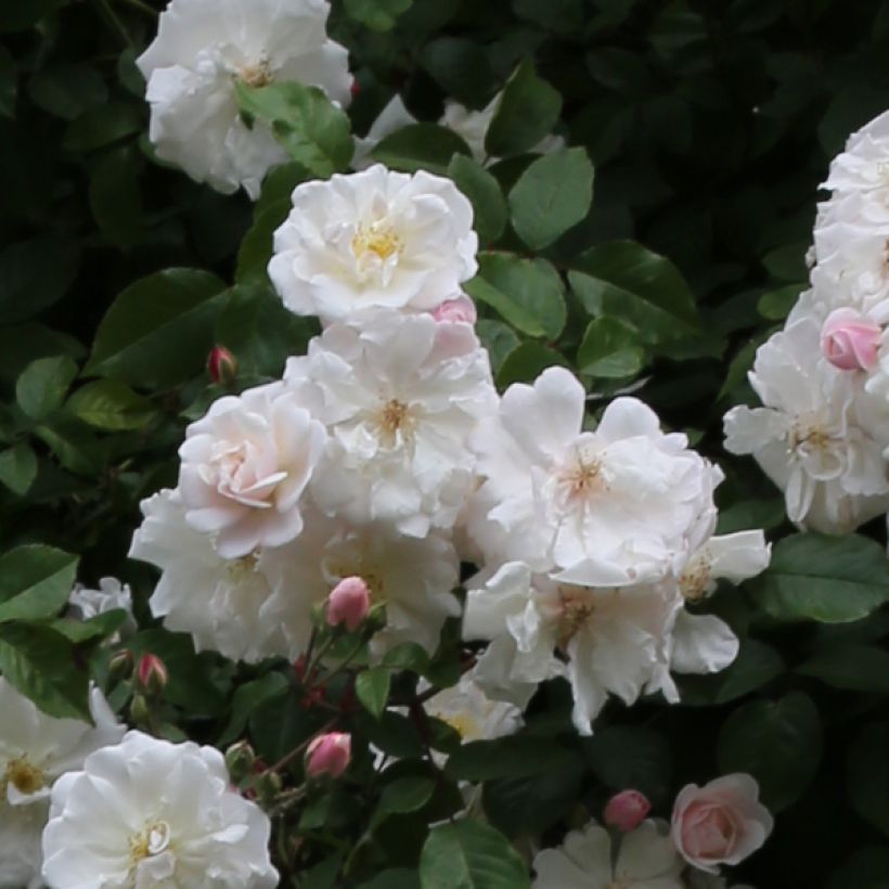 Rosa Adelaide d'Orleans - Ramblerroos (Bloei)