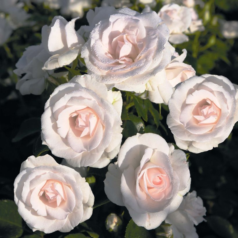 Rosa Aspirin Rose - Bodembedekkende roos (Flowering)