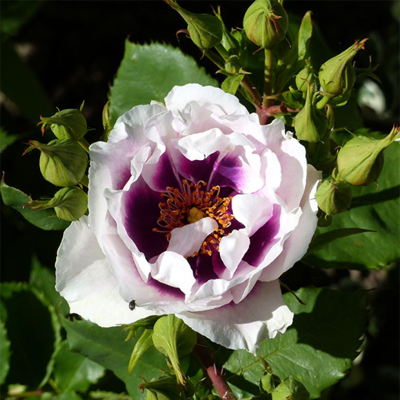 Rosa Blue Eyes - Struikroos (Bloei)