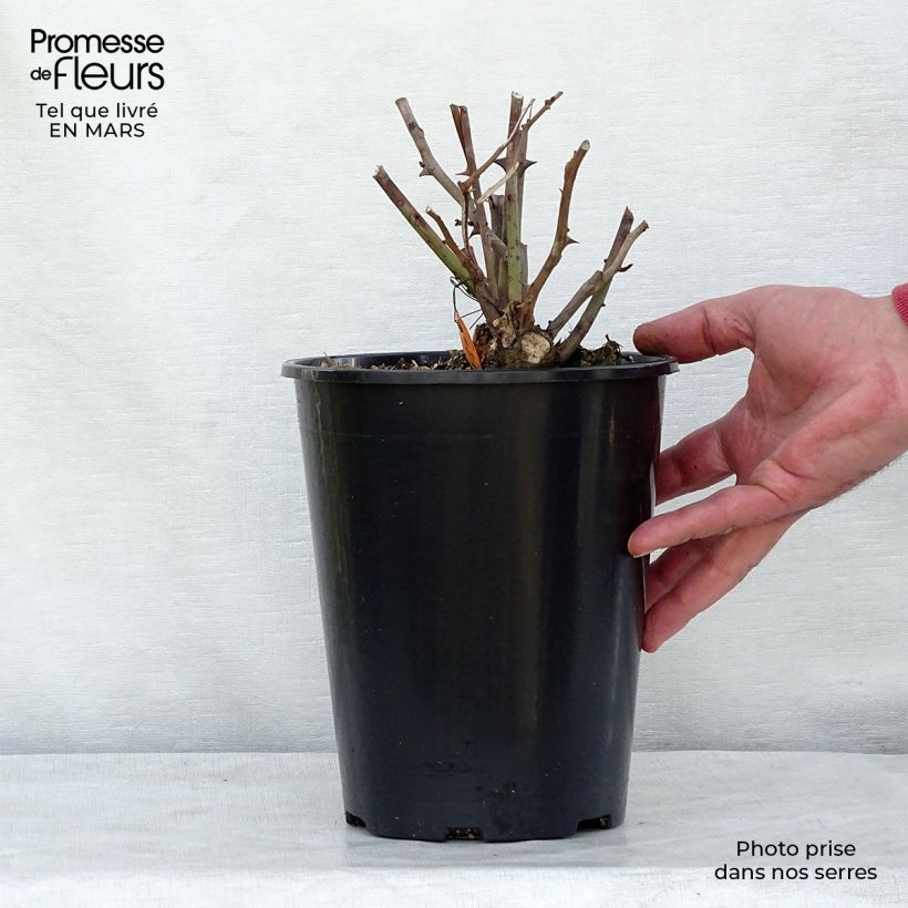 Exemplaar van Rosa Lavender Meidiland - Polyantharoos Pot van 4 l/5 l zoals geleverd in de lente