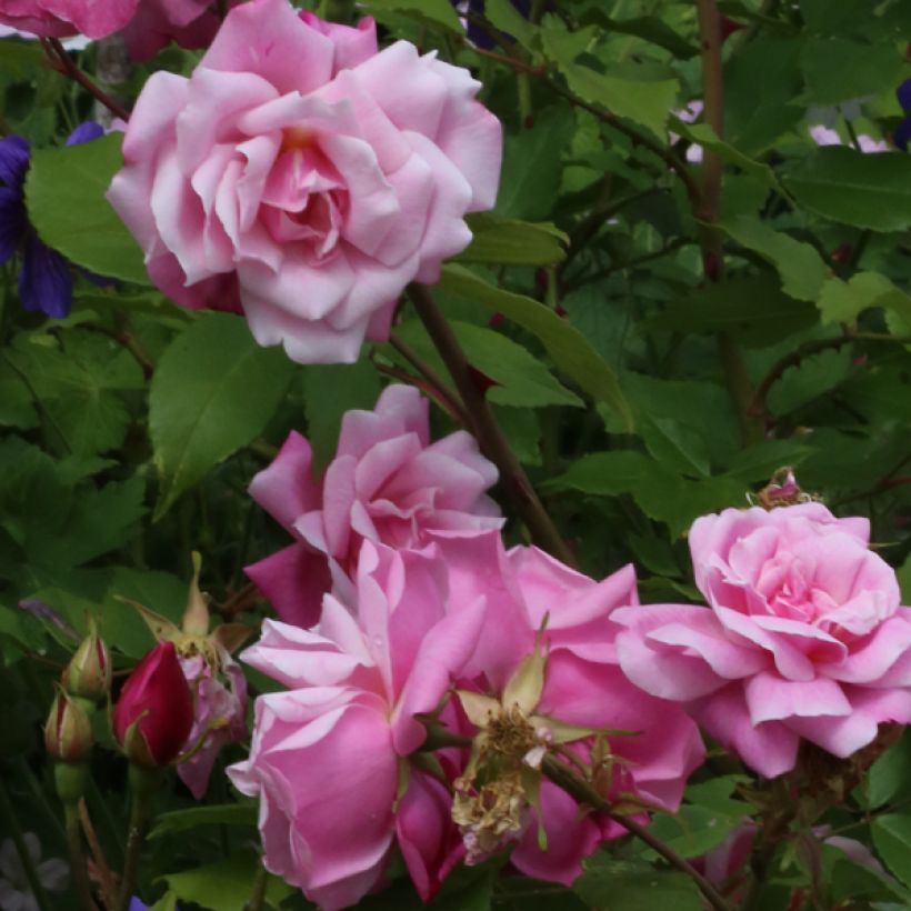Rosa Old Blush - Historische roos (Bloei)