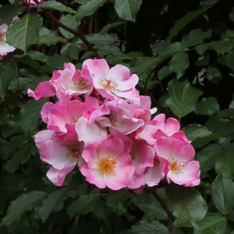 Rosa Rosy Cushion - Polyantharoos (Bloei)